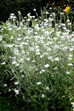 100 Graines de Coquelourde à Fleurs Blanches Silene coronaria Lychnis coronaria Agrostemma coronaria Coronaria coriacea