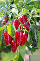 30 Graines de Piments Jalapeño Capsicum annuum Piment Fort