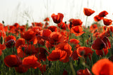 Graines Coquelicot Sauvage Pavot Rouge Fleur Coquelicot des Champs Papaver Rhoeas Papaveraceae Pavot-Coq Poinceau Ponceau