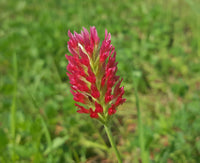 60 Graines Trèfles Rouge Incarnat Trifolium incarnatum Trèfle Farouche Trèfle du Roussillon