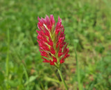 30 Graines Trèfles Rouge Incarnat Trifolium incarnatum Trèfle Farouche Trèfle du Roussillon