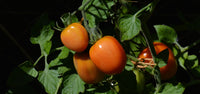 50 Graines de Tomates ROMA Rouge Solanum Lycopersicum