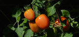 50 Graines de Tomates ROMA Rouge Solanum Lycopersicum