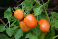 50 Graines de Tomates ROMA Rouge Solanum Lycopersicum