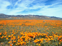 Graines de Pavot de Californie Coquelicot Sauvage Jaune Orange Eschscholzia californica