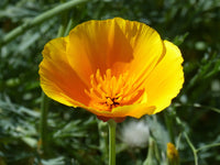 Graines de Pavot de Californie Coquelicot Sauvage Jaune Orange Eschscholzia californica