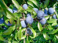 Graines de Prunellier Prunus Spinosa Blackthorn