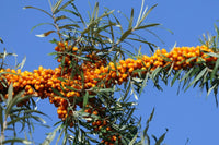 10 Graines d' Argousier Hippophae Rhamnoides Sea Buckthorn