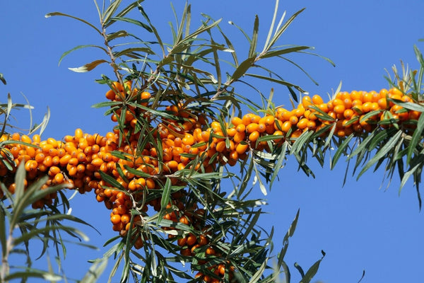 10 Graines d' Argousier Hippophae Rhamnoides Sea Buckthorn