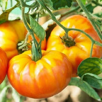 Graines de Tomates en Mélange Solanum lycopersicum (Orange Banana, Ananas, Rose de Bernes)