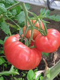 Graines de Tomates en Mélange Solanum lycopersicum (Orange Banana, Ananas, Rose de Bernes)