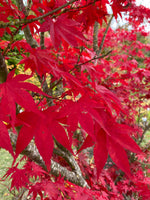 7 Graines Acer Palmatum Atropurpureum, Erable du Japon à Feuilles Rouges, idéal Bonsaï