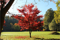 5 Graines Acer Palmatum Atropurpureum, Erable du Japon à Feuilles Rouges, idéal Bonsaï