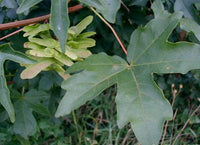 7 Graines Acer campestre, Erable Champêtre, idéal Bonsaï