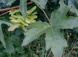 5 Graines Acer campestre, Erable Champêtre, idéal Bonsaï