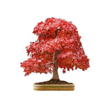 5 Graines Acer rubrum, Érable rouge, idéal Bonsaï