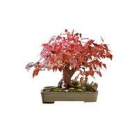 10 Graines Acer ginnala, Acer tataricum, érable, Érable de l’Amour, idéal Bonsaï