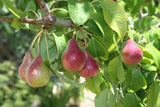 10 Graines Pyrus communis, Poirier commun, Poirier Williams, Poire Bartlett