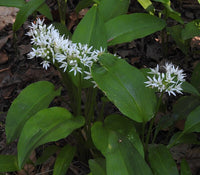 10 Graines Allium ursinum, Ail des Ours, Ail Sauvage, Ail des Bois