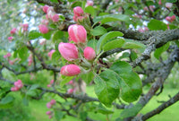 10 Graines de Pommier Commun, Malus domestica, Pommier Domestique