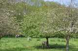 7 Graines de Pommier Commun, Malus domestica, Pommier Domestique