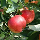 3 Graines de Pommier Commun, Malus domestica, Pommier Domestique