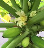 10 Graines de Papayer, Carica Papaya, Melon des Tropiques