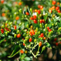 10 Graines de Capsicum annuum, Glabriusculum "Tepin", Piment Oiseau, Piment Très Fort