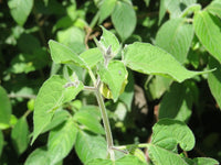 3 Graines de Coqueret du Pérou, Physalis Peruviana, Aguaymanto, Topotopo, Uchuva