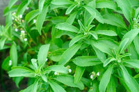 5 Graines de Stevia rebaudiana, Chanvre d'eau, Stévia, Herbe à Sucre