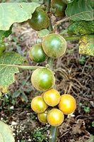 5 Graines de Narangille, Solanum Quitoense, Escuador's naranjille, Lulo, Morelle de Quito