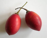 3 Graines de Tamarillo, Solanum Betaceum, tomate en arbre, prune du Japon, tomate arbuste, tomate de la Paz