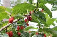 3 Graines Mûrier rouge, Morus Rubra, Arbre à Mûres