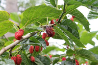 7 Graines Mûrier rouge, Morus Rubra, Arbre à Mûres