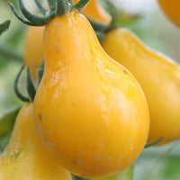 20 Graines de Tomates "Poire Jaune", Solanum lycopersicum