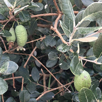 7 Graines de Feijoa , Acca Sellowiana, Goyavier du Brésil, Orthostemon sellowianus, Goyavier de Montevideo, Goyave-ananas