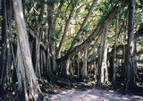 10 Graines de Figuier des banians, Ficus benghalensis, Banian de l'Inde, Graine idéal Bonsaï