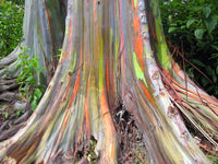 90 Graines Eucalyptus Arc en Ciel, Eucalyptus deglupta, idéal Bonsaï