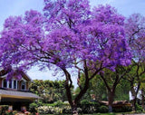 Rare 100 Graines de Paulownia tomentosa