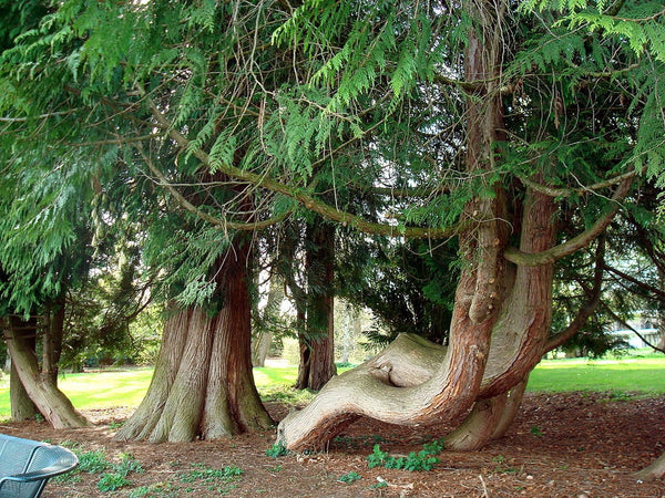 7 Graines de Thuja plicata, Thuya géant, Cèdre rouge de l’Ouest, Thuya de Lobb