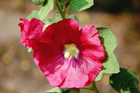 Graines en Mélange de Fleurs Roses Trémières ( Rose et Rouge ) Alcea Rosea Passerose Rose Papale