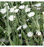 200 Graines de Coquelourde à Fleurs Blanches Silene coronaria Lychnis coronaria Agrostemma coronaria Coronaria coriacea