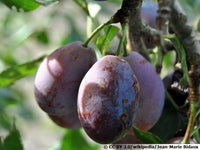 Graines Prunier Prunus Domestica Veres Plum Prunus domestica cv. Veres Szilva Arbre Fruitier