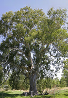 7 Graines Eucalyptus camaldulensis, Gommier de Camaldoli, Gommier des rivières, Gommier Rouge