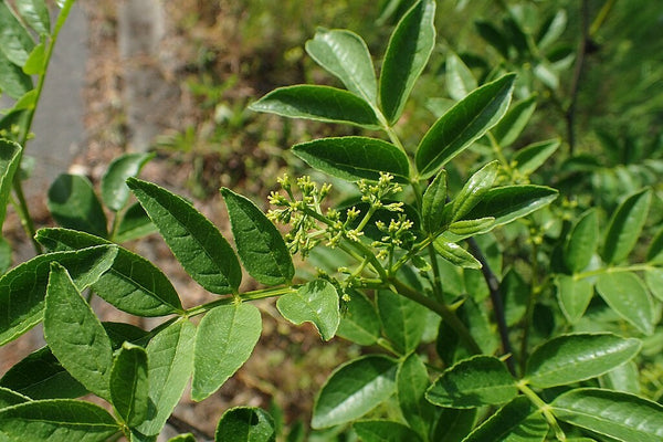 10 Graines de Poivrier de Chine, Poivrier de Sichuan, Zanthoxylum simulans