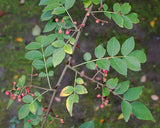 10 Graines de Poivrier de Chine, Poivrier de Sichuan, Zanthoxylum simulans