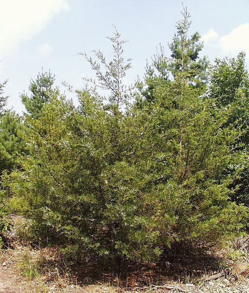 7 Graines de Genévrier de Virginie, Juniperus virginiana