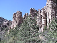 10 Graines de Cyprès de l'Arizona, Cupressus arizonica, Cyprès Bleu