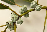 7 Graines Eucalyptus bicostata, Eucalyptus Globulus, Gommier bleu du sud, Gommier Bleu