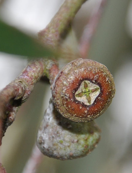 10 Graines Eucalyptus coccifera, Gommier des Neiges, Gommier des neiges tasmanien, Mount Wellington Peppermint